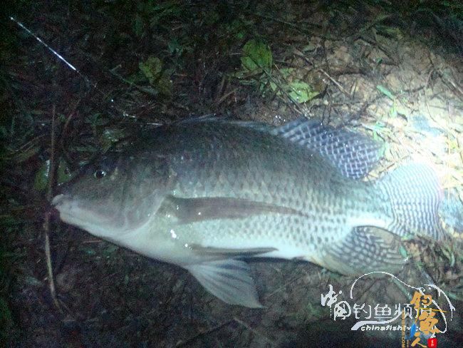 两踏幽潭觅非踪 清剿战况各不同（上篇）