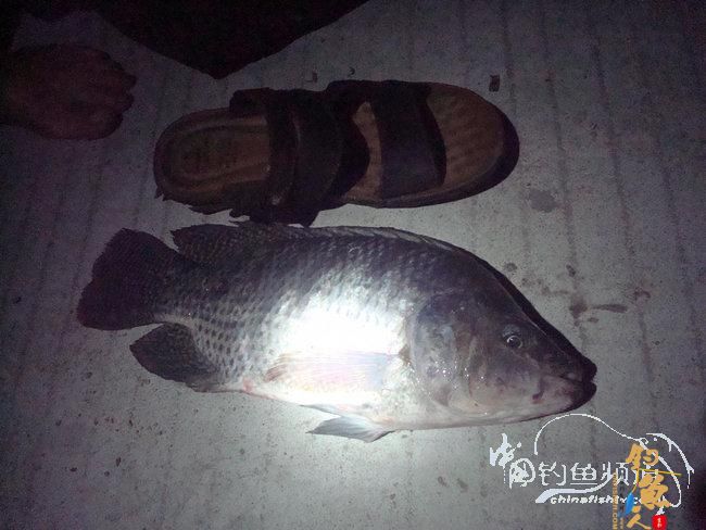 两踏幽潭觅非踪 清剿战况各不同（上篇）