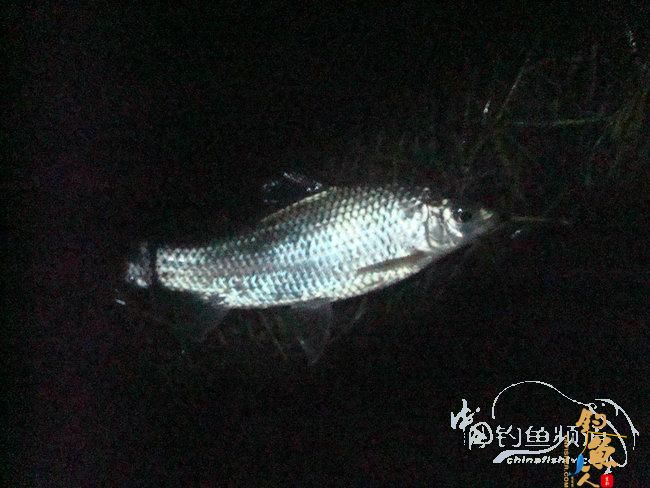 两踏幽潭觅非踪 清剿战况各不同（上篇）