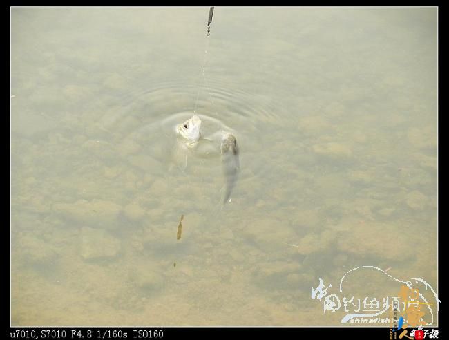 今日过瘾了 天黑前两个多小时的狂抽