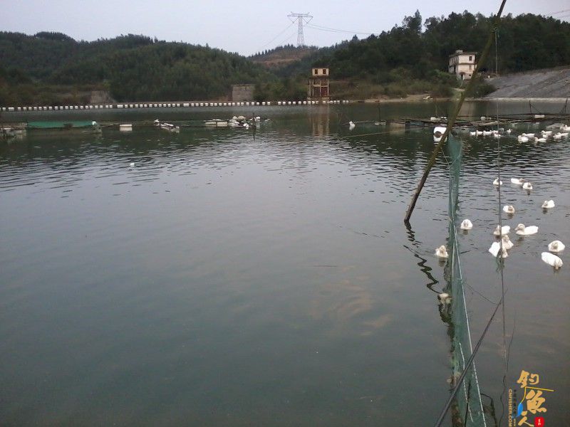 三月三，鲫鱼没有过节