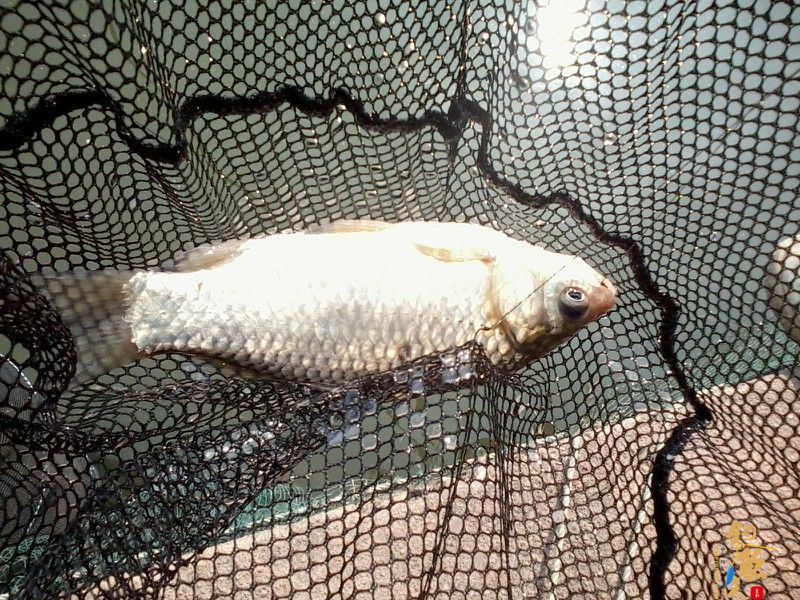 三月三，鲫鱼没有过节