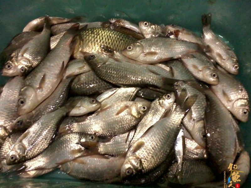 三月三，鲫鱼没有过节