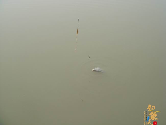 江南渔事—春钓篇：雨前钓鲫小解瘾