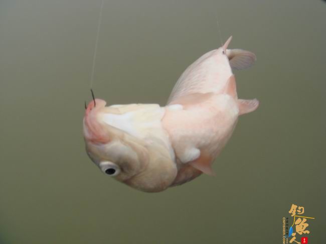 江南渔事—春钓篇：雨前钓鲫小解瘾