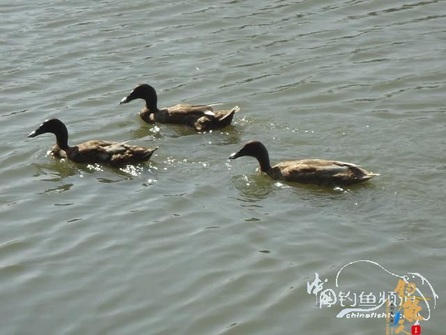 钓鱼系列之十五 【原创】找呀找呀找呀找