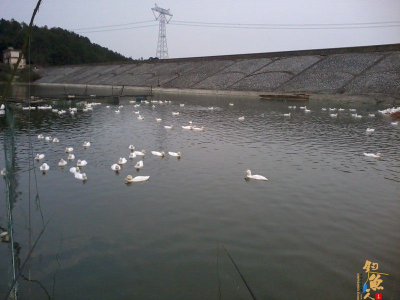 三月三，鲫鱼没有过节