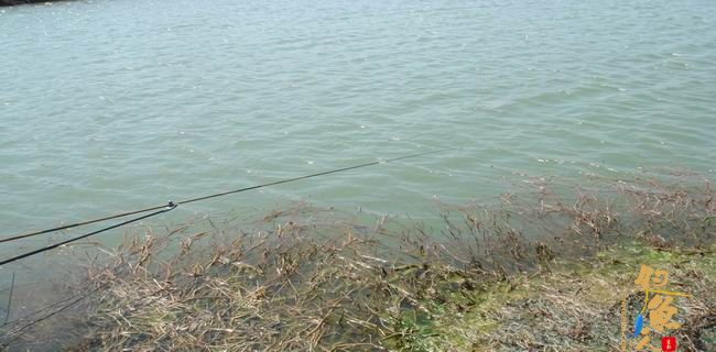 江南渔事—春钓篇：初刷鲹条（二）