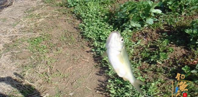 江南渔事—春钓篇:初刷鲹条(二)