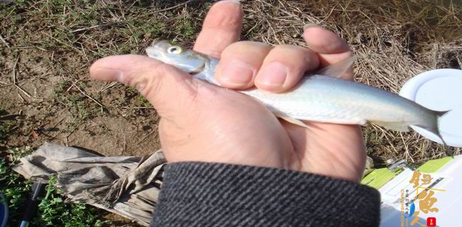 江南渔事—春钓篇:初刷鲹条(二)