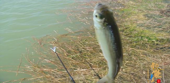 江南渔事—春钓篇：初刷鲹条（二）