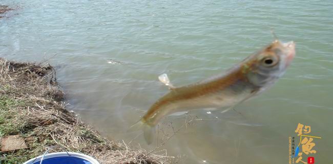 江南渔事—春钓篇：初刷鲹条（二）