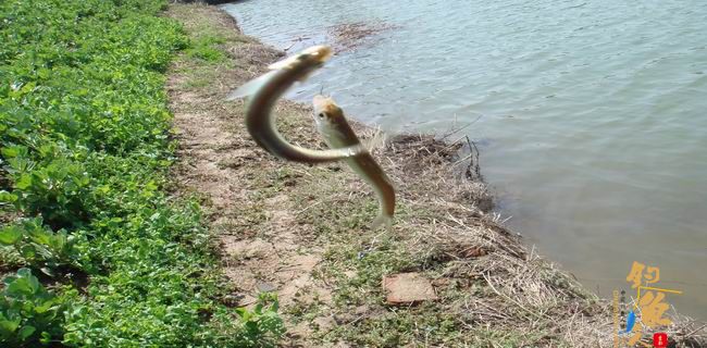 江南渔事—春钓篇：初刷鲹条（二）