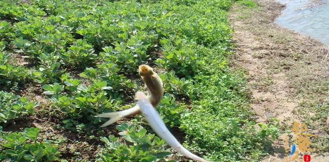 江南渔事—春钓篇：初刷鲹条（二）