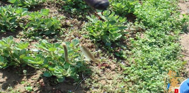 江南渔事—春钓篇：初刷鲹条（二）