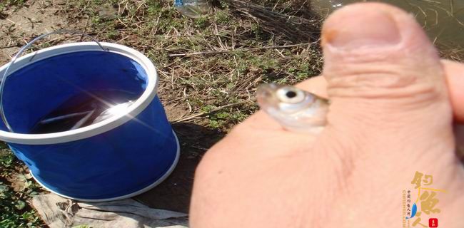 江南渔事—春钓篇：初刷鲹条（二）