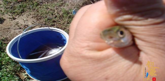 江南渔事—春钓篇:初刷鲹条(二)