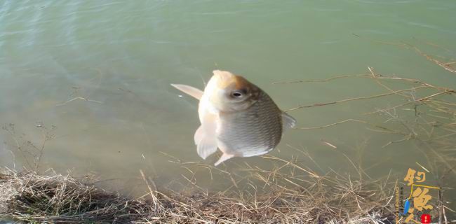 江南渔事—春钓篇:初刷鲹条(二)