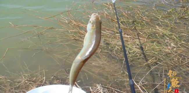 江南渔事—春钓篇：初刷鲹条（二）