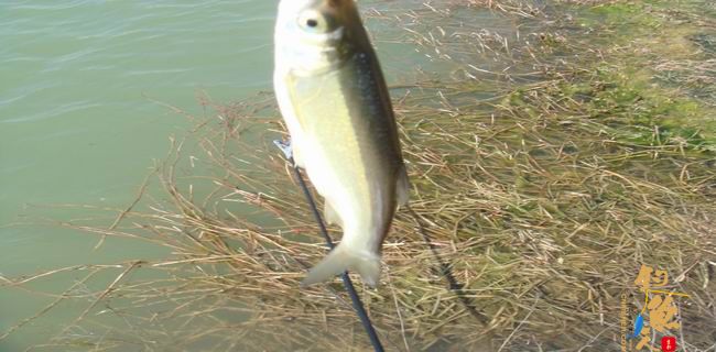 江南渔事—春钓篇：初刷鲹条（二）