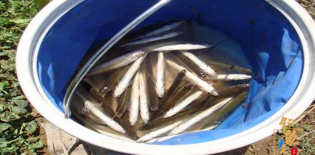 江南渔事—春钓篇：初刷鲹条（二）