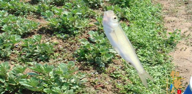 江南渔事—春钓篇：初刷鲹条（二）