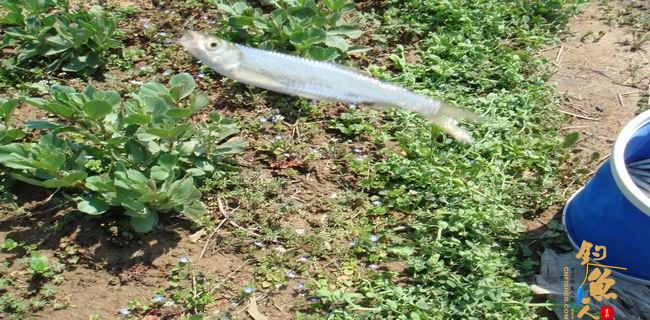 江南渔事—春钓篇：初刷鲹条（二）