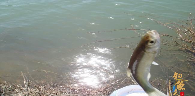 江南渔事—春钓篇：初刷鲹条（二）