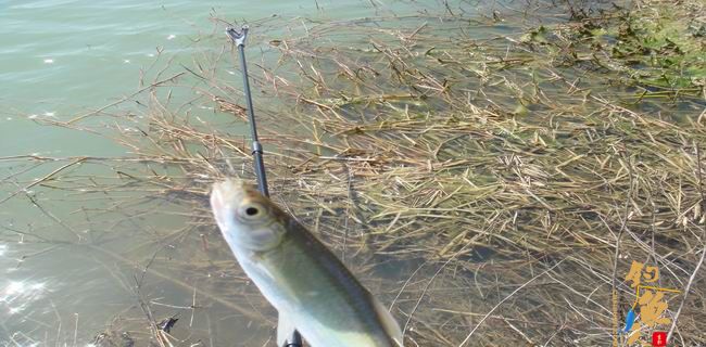 江南渔事—春钓篇：初刷鲹条（二）