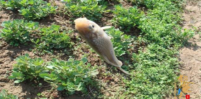 江南渔事—春钓篇：初刷鲹条（二）