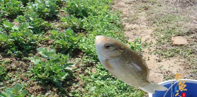 江南渔事—春钓篇：初刷鲹条（二）