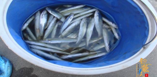 江南渔事—春钓篇：初刷鲹条（二）