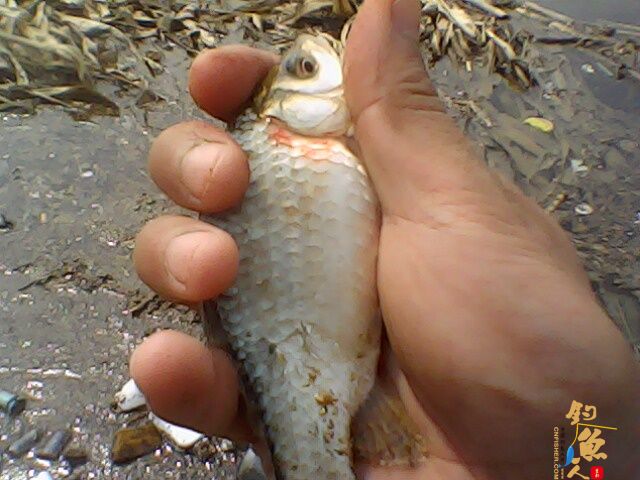 收获惨淡，依然乐呵