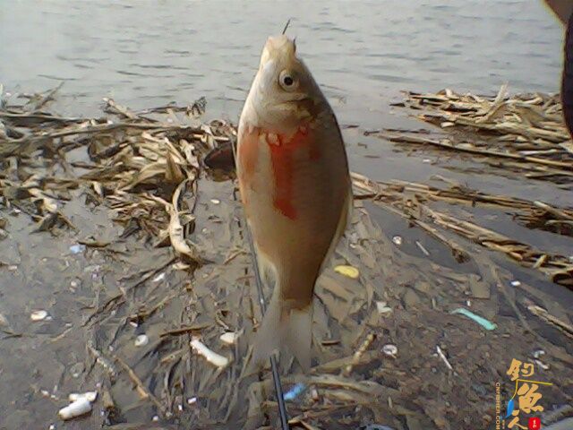 收获惨淡，依然乐呵