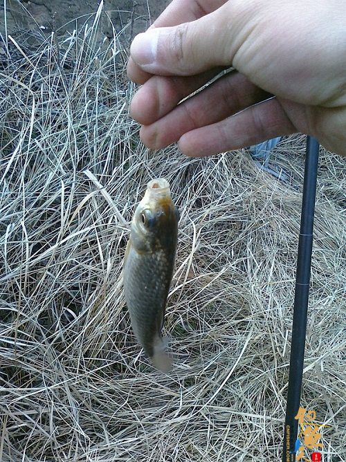 春风带来的激情 3天钓鱼鱼获展示