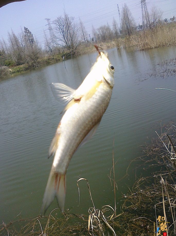 春风带来的激情 3天钓鱼鱼获展示