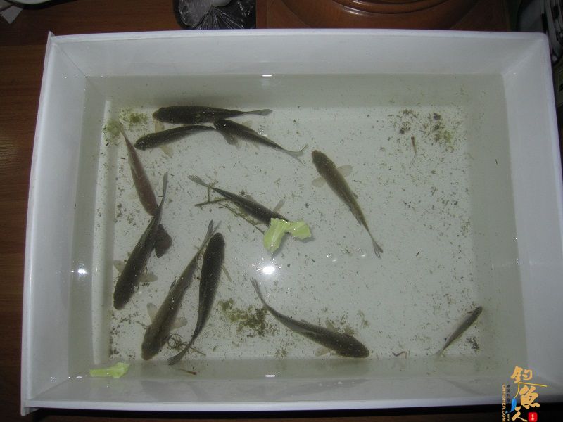 春风带来的激情 3天钓鱼鱼获展示