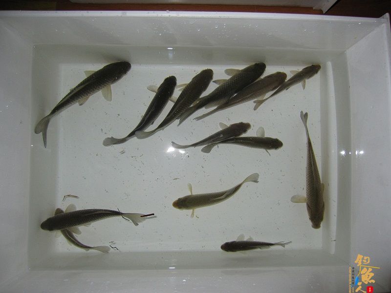 春风带来的激情 3天钓鱼鱼获展示