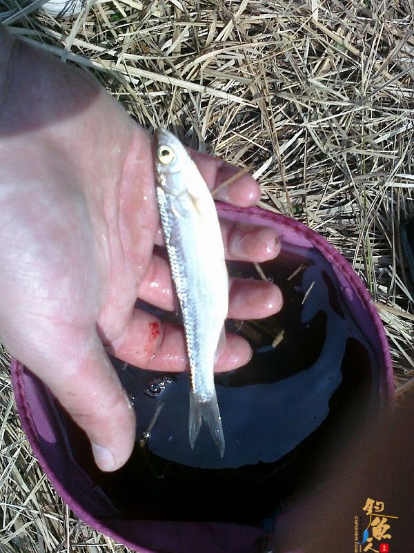 春风带来的激情 3天钓鱼鱼获展示