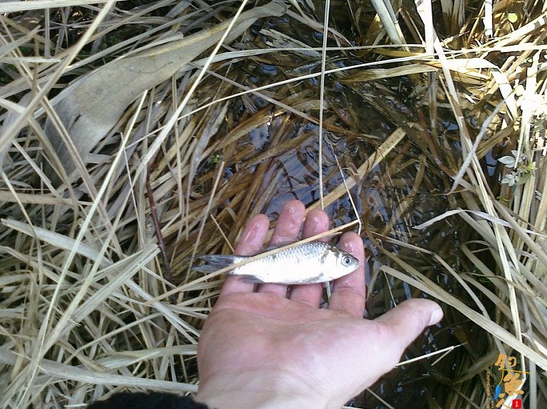 春风带来的激情 3天钓鱼鱼获展示