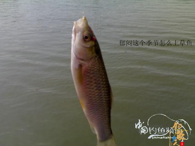 2012野钓篇三《独钓光明水库牛家庄》