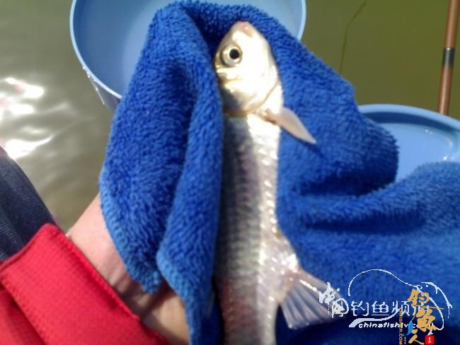 2012野钓篇三《独钓光明水库牛家庄》