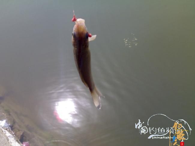 2012野钓篇三《独钓光明水库牛家庄》