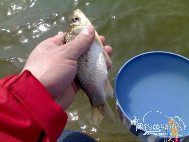 2012野钓篇三《独钓光明水库牛家庄》