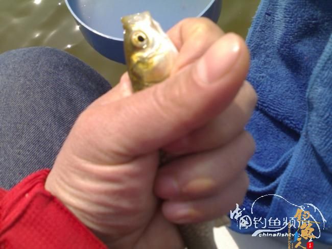 2012野钓篇三《独钓光明水库牛家庄》