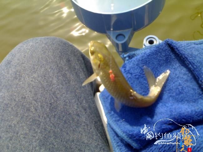 2012野钓篇三《独钓光明水库牛家庄》