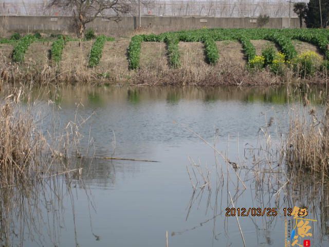 《随钓》菜花黄时钓鱼忙