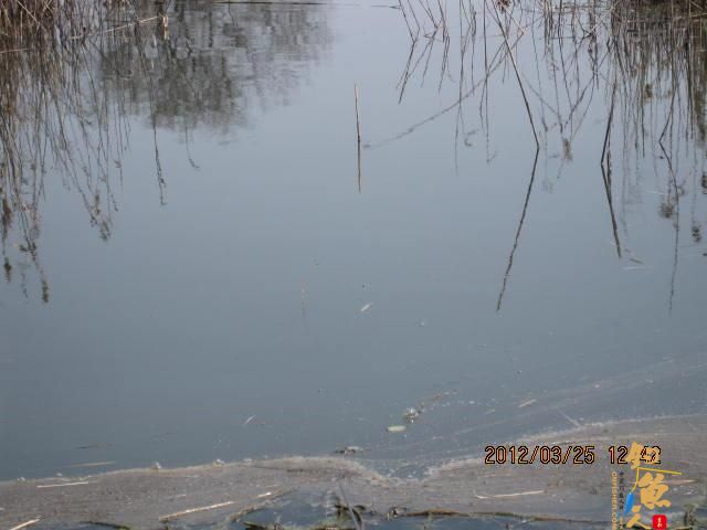 《随钓》菜花黄时钓鱼忙