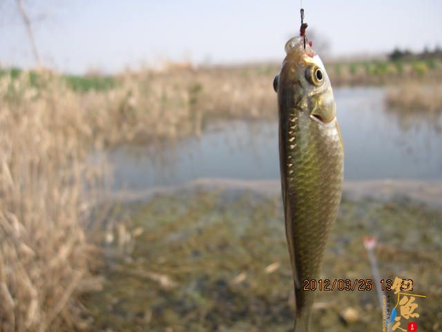 《随钓》菜花黄时钓鱼忙