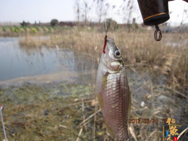 《随钓》菜花黄时钓鱼忙